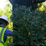 Kelly Inspects a Conifer