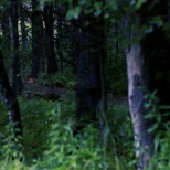 Deer in a Stand