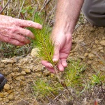 Forestry Sustainability