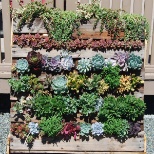 Succulent Wall